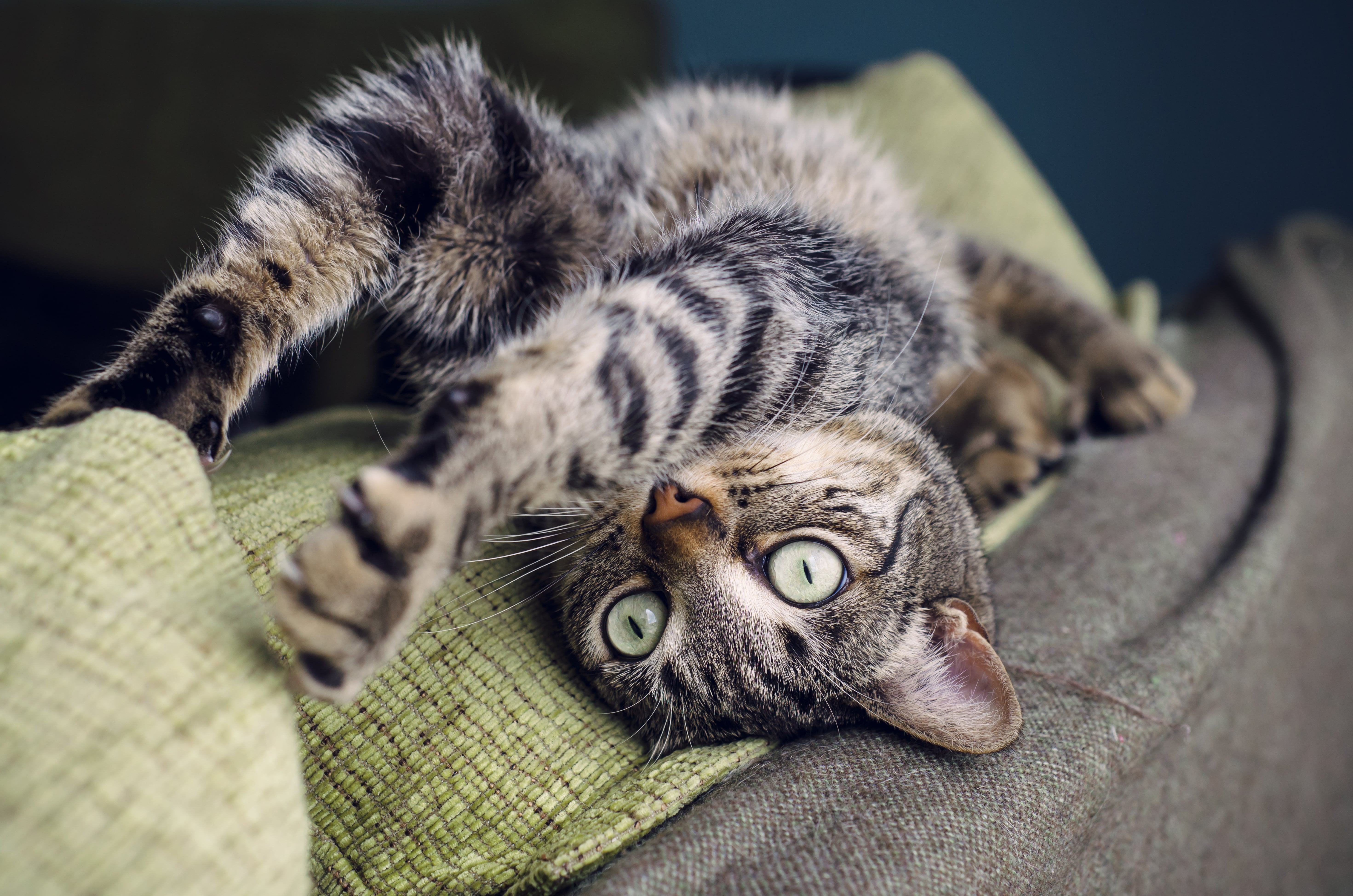 Why Does My Cat Get Hyper After Using the Litter Box? POPSUGAR Pets
