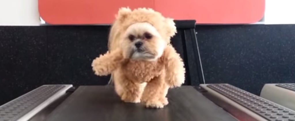 Video of Dog Dressed as Teddy Bear