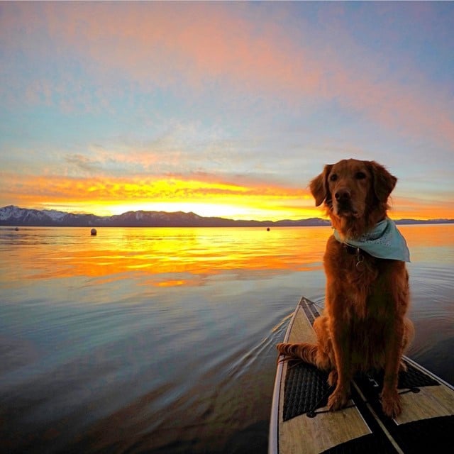 Photos of Dogs Camping