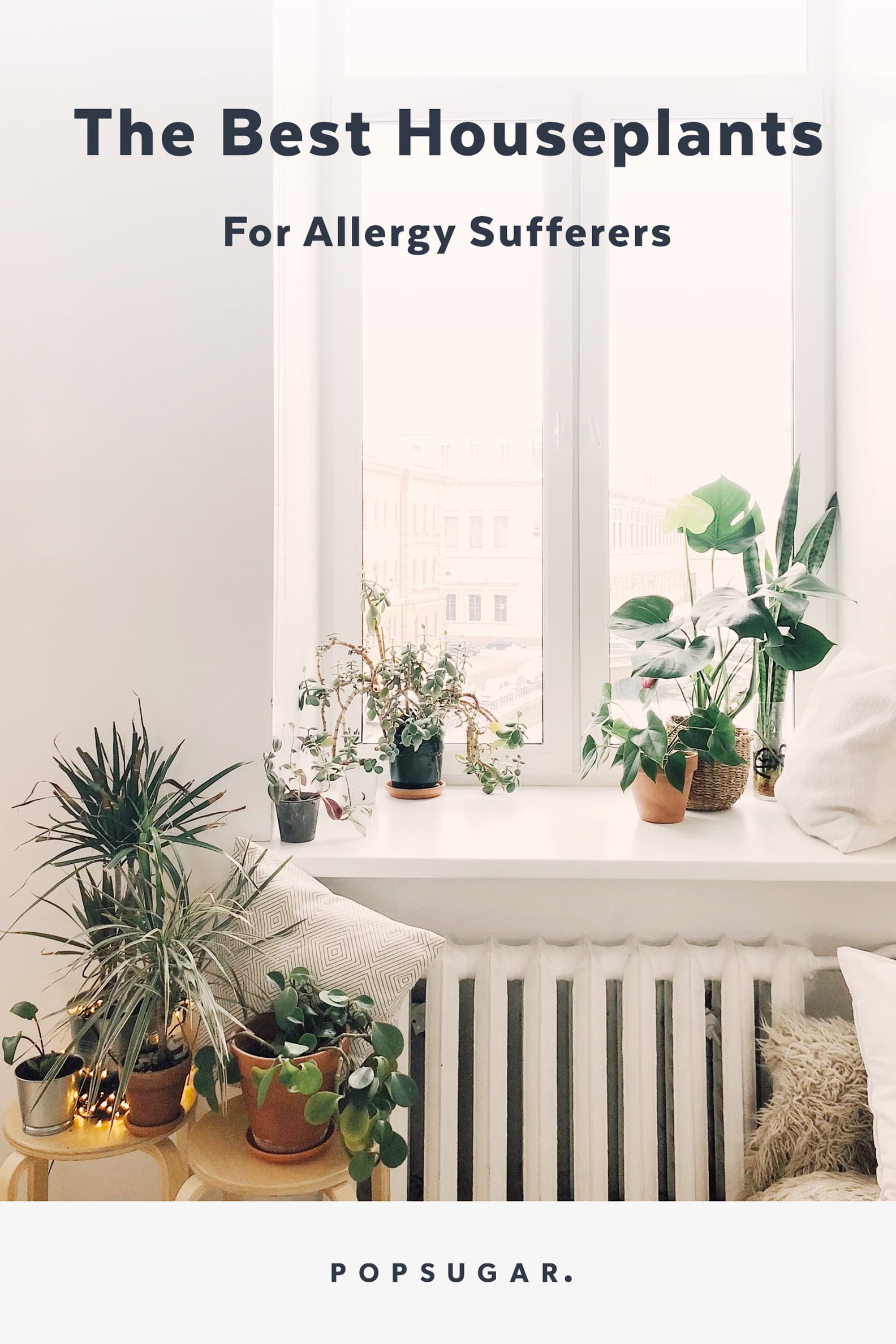 Best Houseplants For Allergy Sufferers POPSUGAR Fitness
