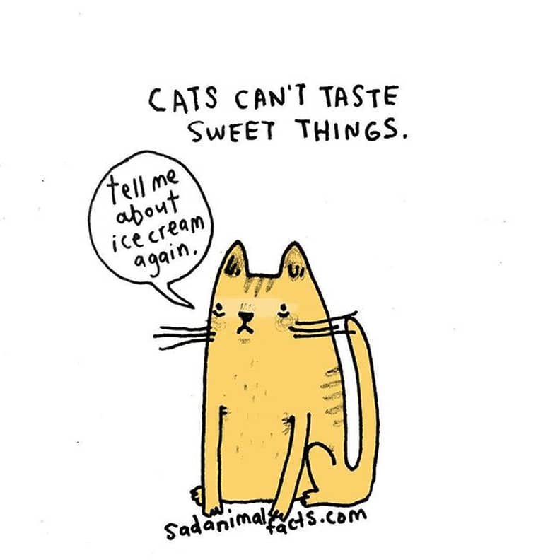 Sad facts shop about cats