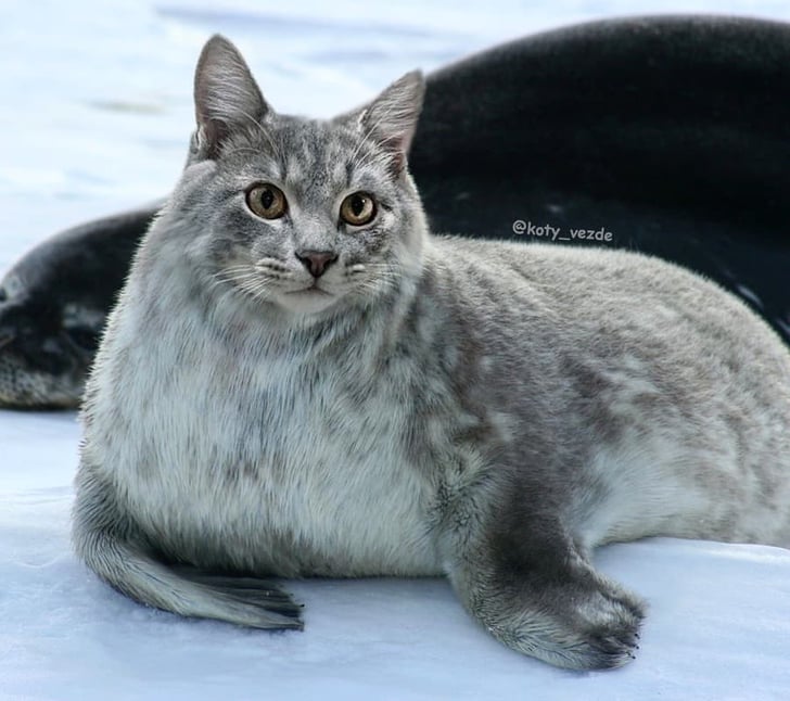 Arctic Sea Lion With a Cat's Face | Funny Artist's Photos of Cats as