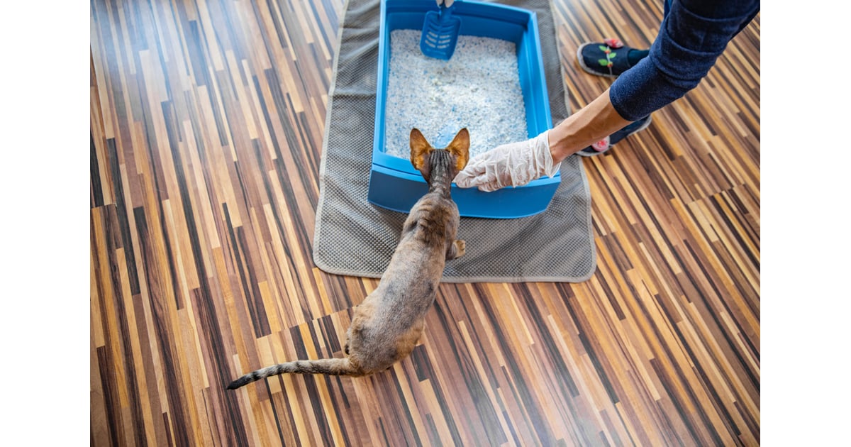 Clean the Litter Box Once a Week How to Control Litter Box Odour