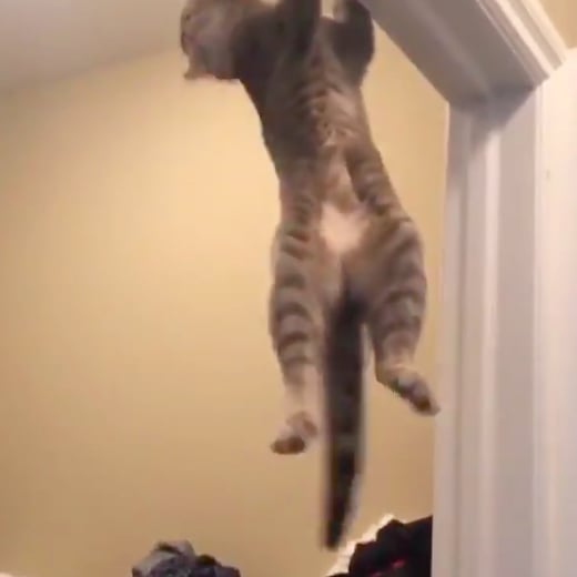Cat Doing Pull-Ups