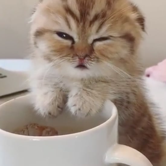 Cute Kitten Falls Asleep Over a Cup of Coffee Video