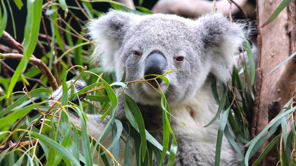 Koalas and Kangaroos. Get to know Australia's Cuddliest Critters