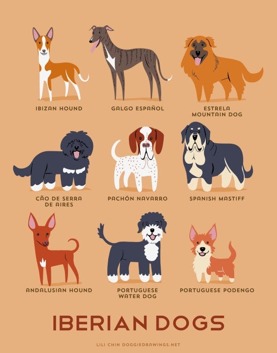 Middle eastern 2024 dog breeds