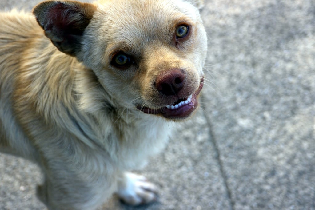 This pooch has lots to grin about.
Source: Flickr user zebarnabe