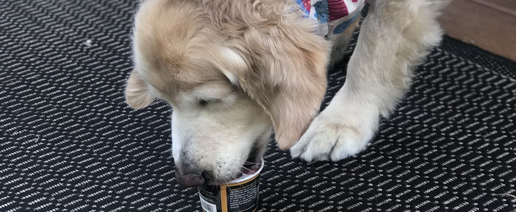 Golden Retriever Eating Ice Cream For Birthday