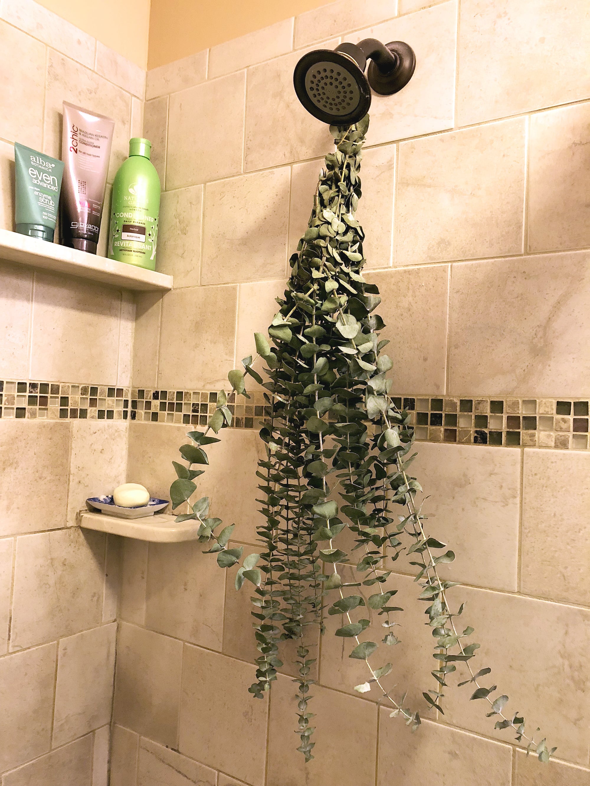 eucalyptus for steam shower