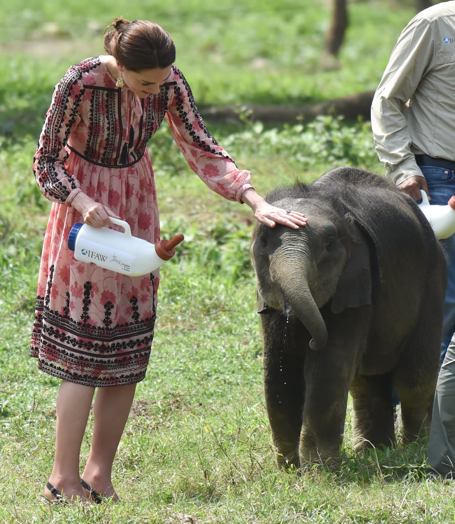 Kate Middleton Feeds Baby Elephants in India Pictures