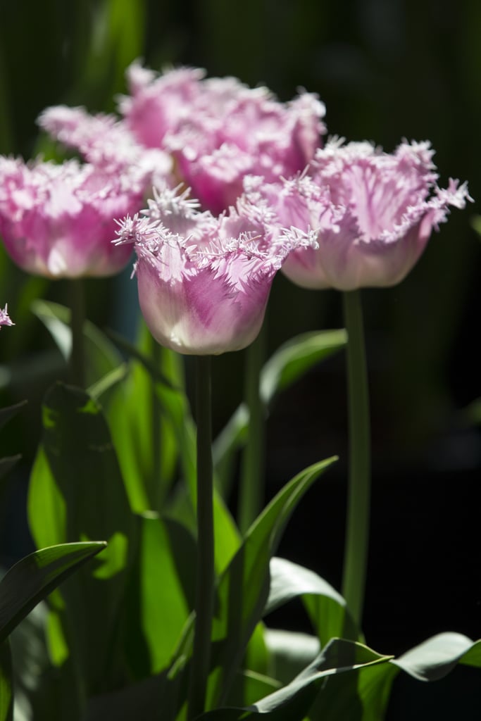 Tulips were on display at the Royal Horticultural Society's plant fair in London.