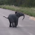 Please Enjoy This Video of a Baby Elephant Playing With Birds