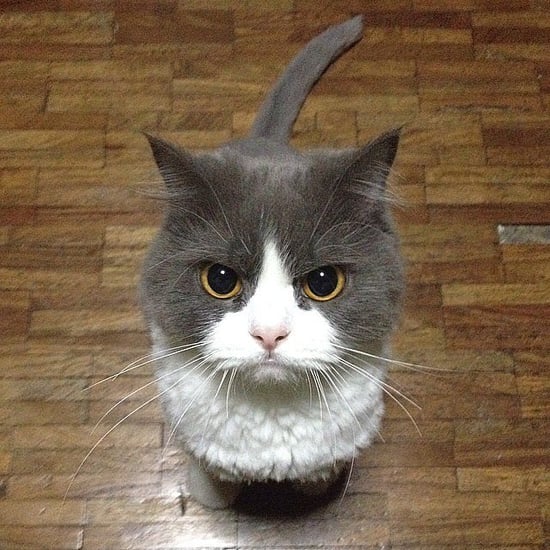 Funny Internet Cats  | Pictures