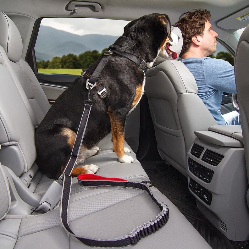 Leash to Seatbelt Buckle