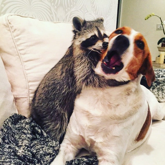 Raccoon That Lives With Dogs | Instagram