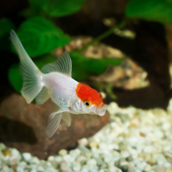 oscar fish price petsmart