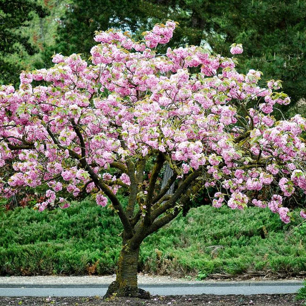 Cherry blossom store tree home depot