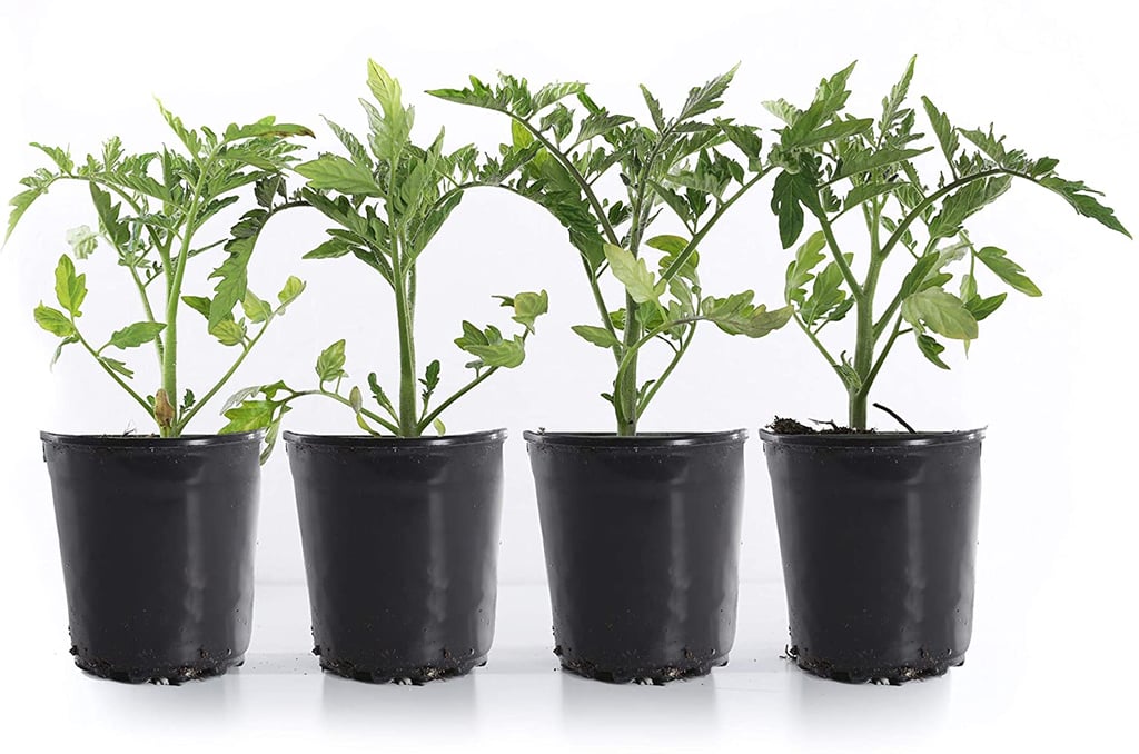 Plants by Post Bush Early Girl Sweet Tomato Plant Pack Where to Buy