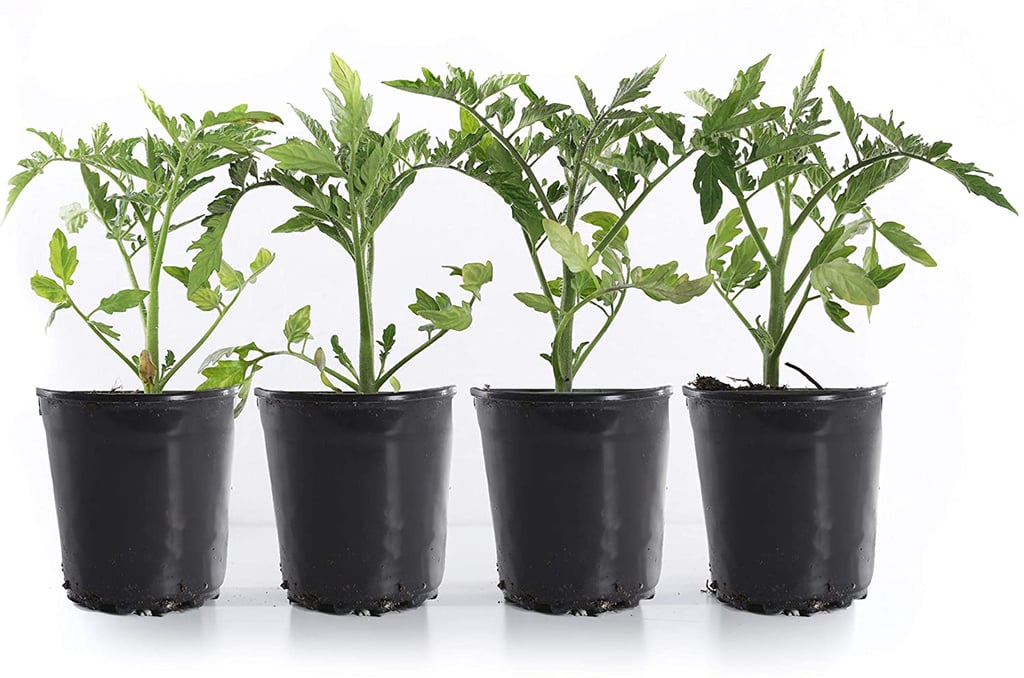 Plants by Post Bush Early Girl Sweet Tomato Plant Pack