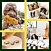 Best Gifts For Dog Lovers