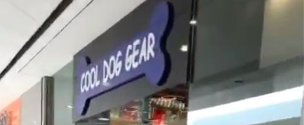 Guide Dog Walks Owner Into Cool Dog Gear Store