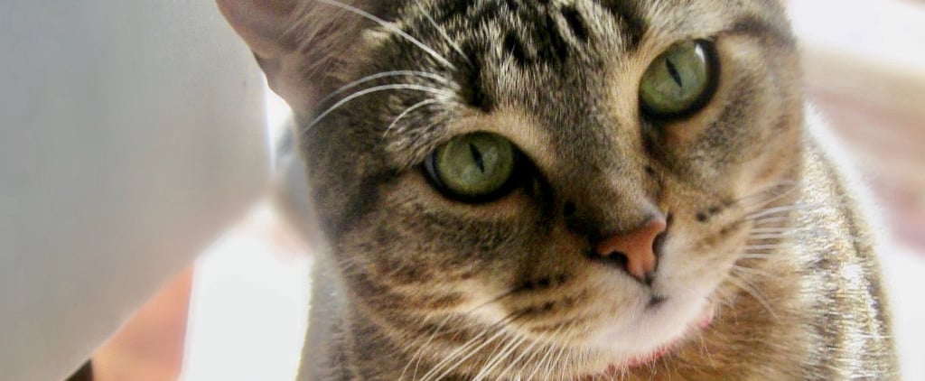 What I Learned From Adopting a Traumatized Cat