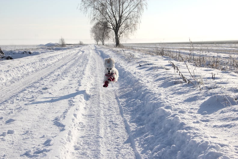 It is nearly impossible to tell the difference between a snow day and the apocalypse.