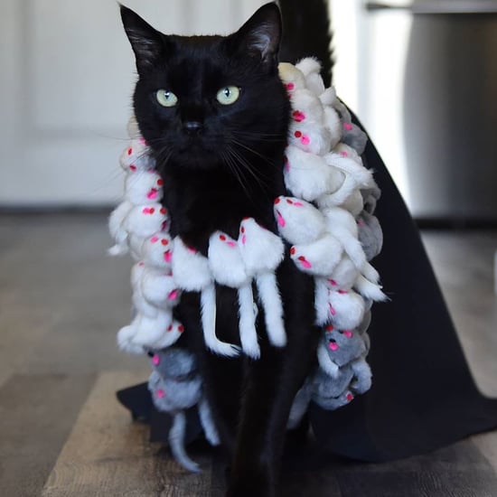 Stylish Cat Walks Models Handmade Outfits | Instagram Videos