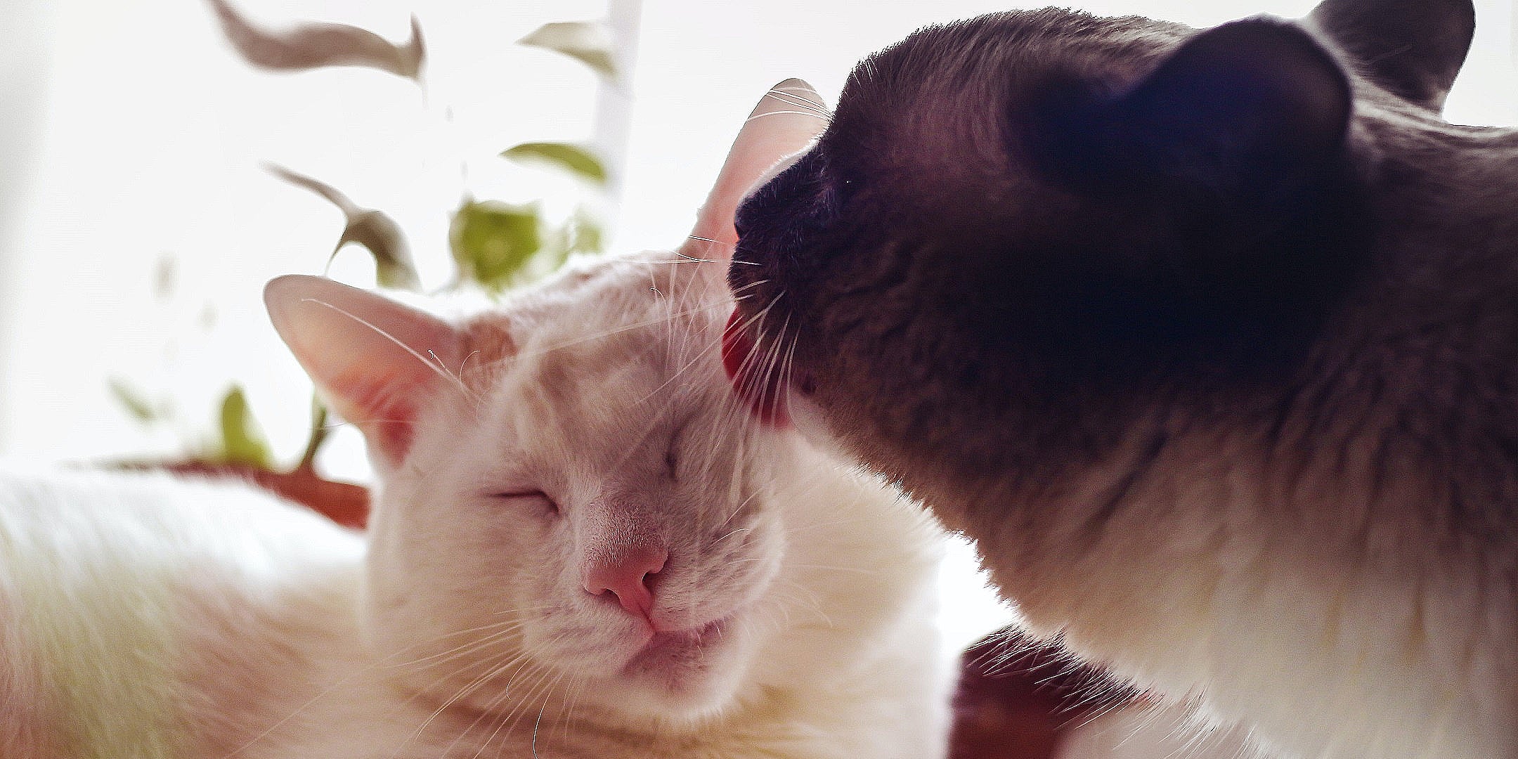 Why Do Cats Clean Each Other? POPSUGAR Pets