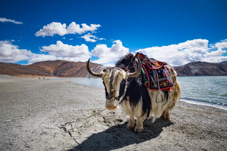 Ride Through Tibet on a Yak