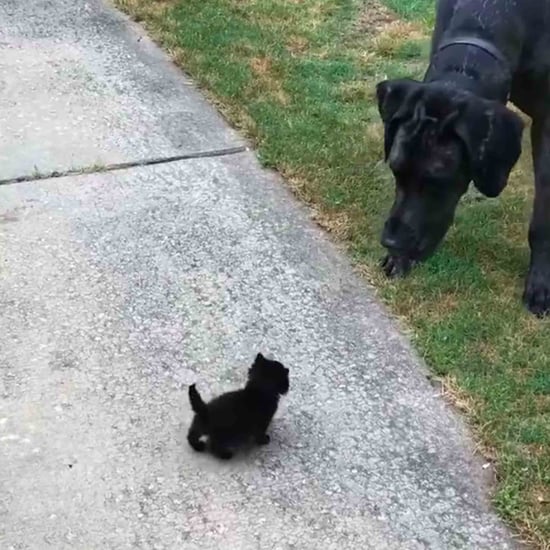 Video of Great Dane Playing With Kitten