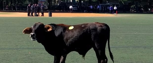 Cow on the Loose in Prospect Park Brooklyn October 2017