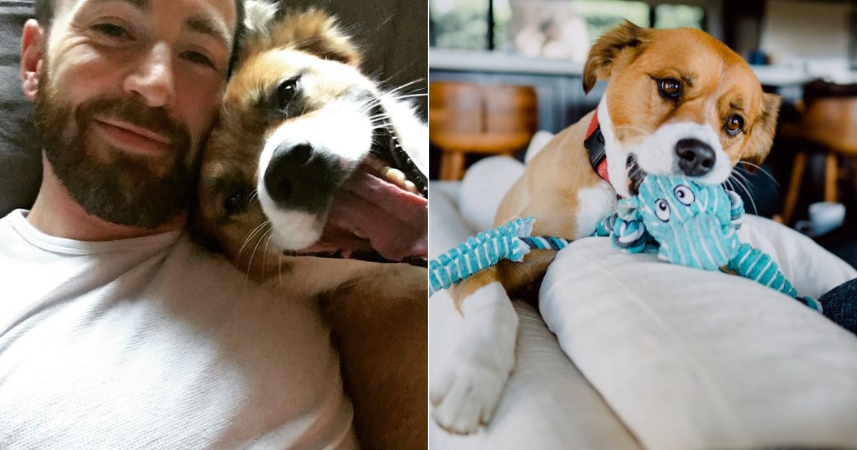 Everything We Know About Chris Evans's Dog, Dodger | POPSUGAR Celebrity