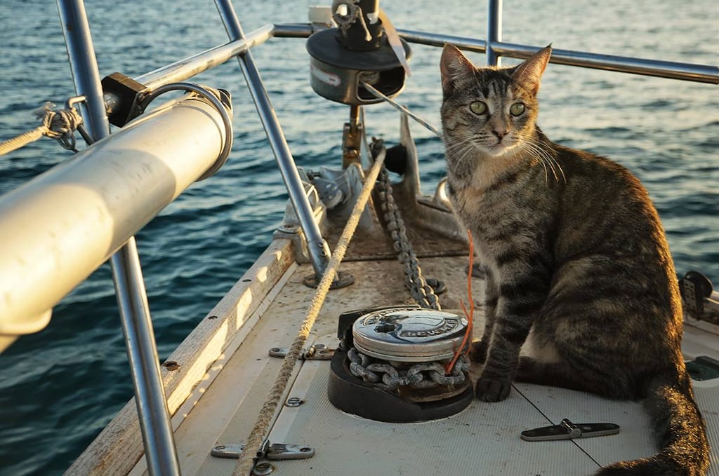 Couple Quits Jobs to Sail the World With Their Cat