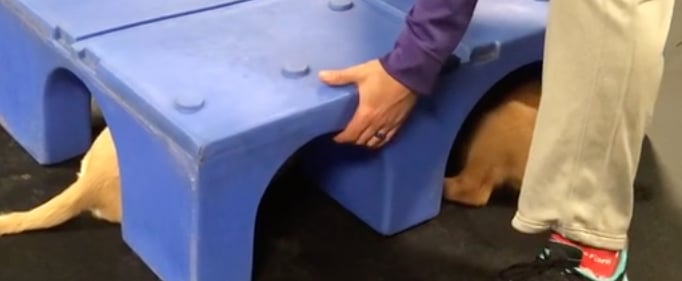 Golden Retrievers Holding Hands Under a Box | Video