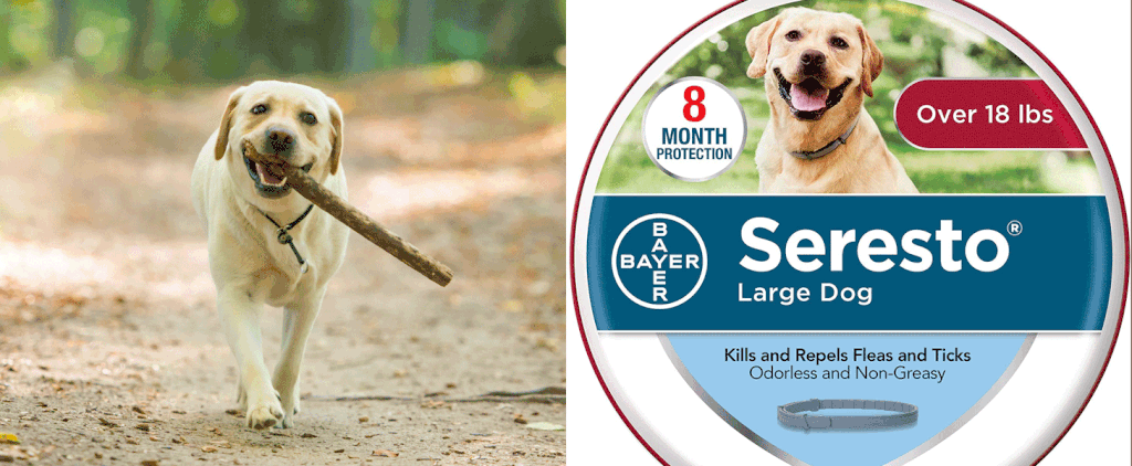 Seresto Flea and Tick Dog Collar Review