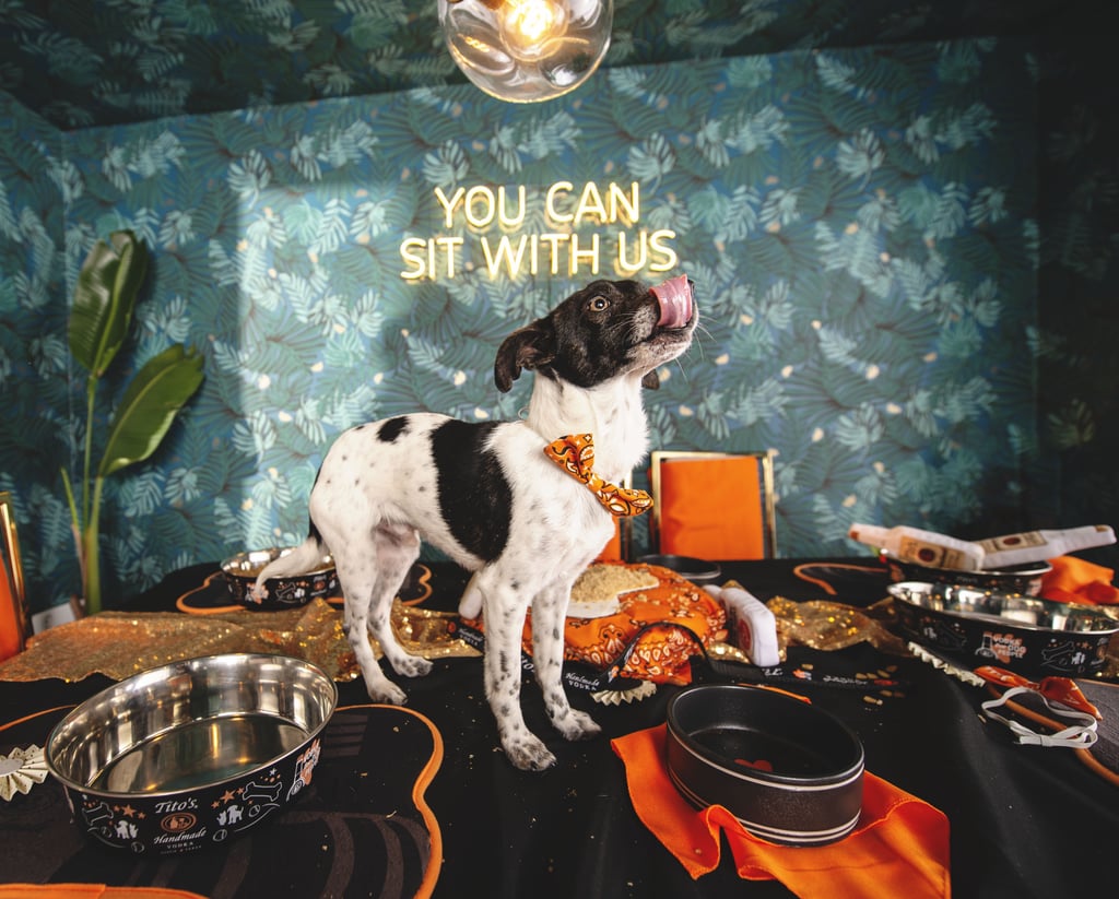 Photos of Dogs at a Fancy Dinner Party to Promote Adoption