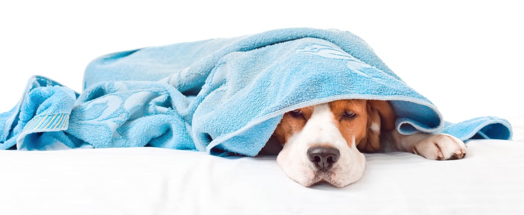Seasonal Allergy Symptoms in Pets