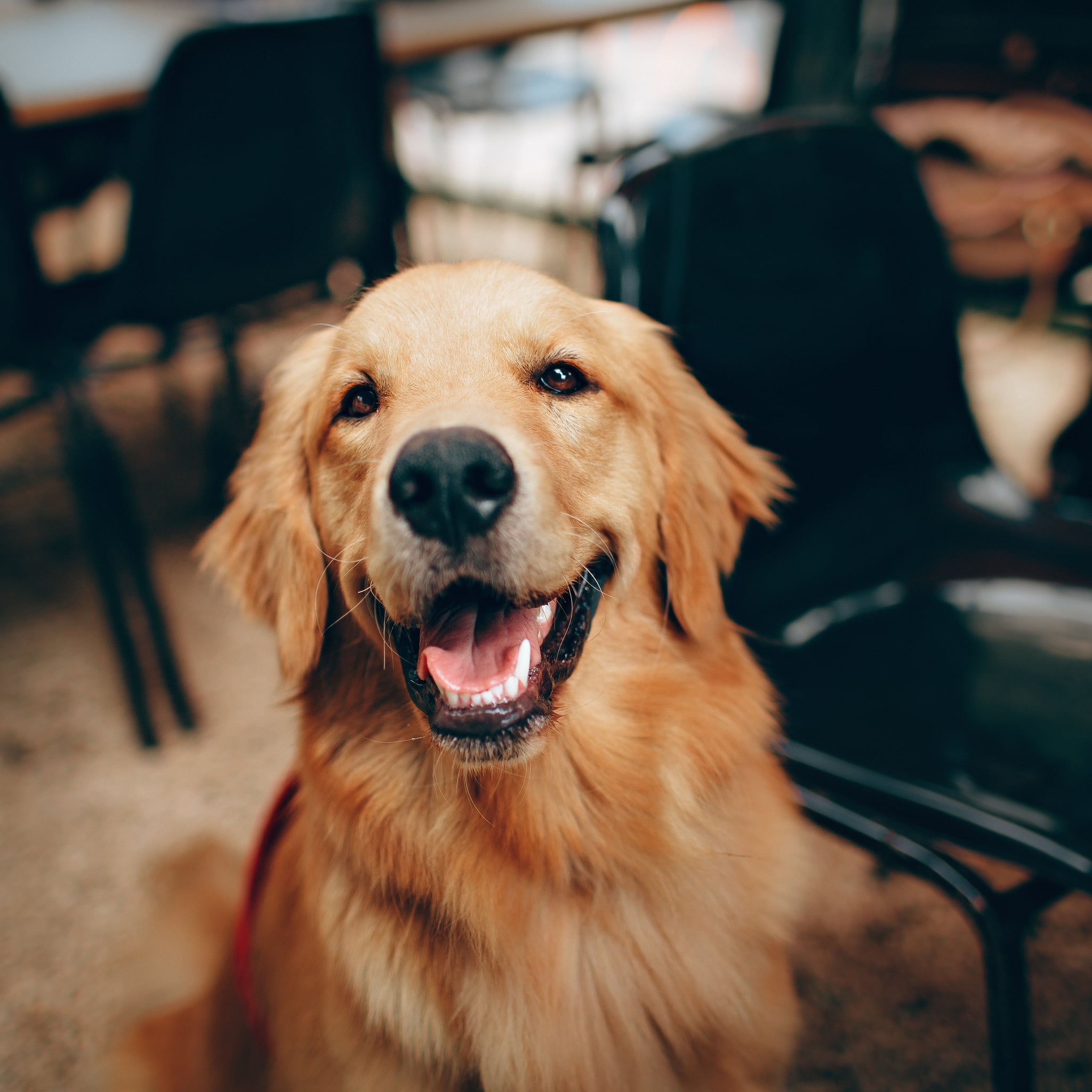 cool golden retriever