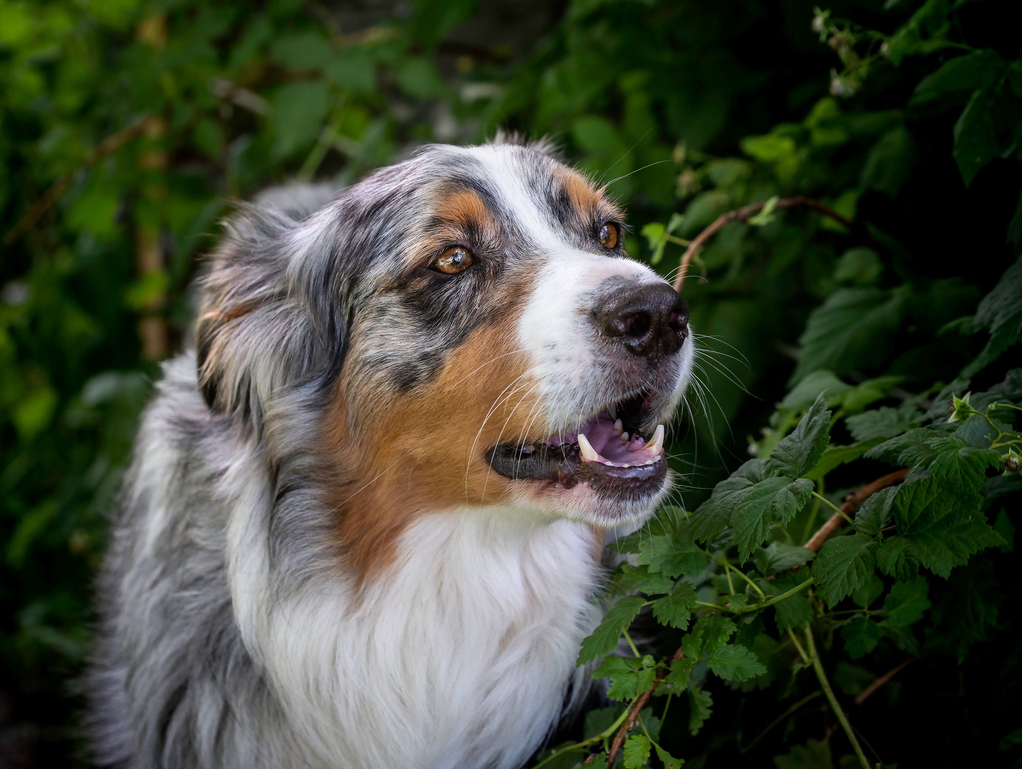 is an australian shepherd a good family dog