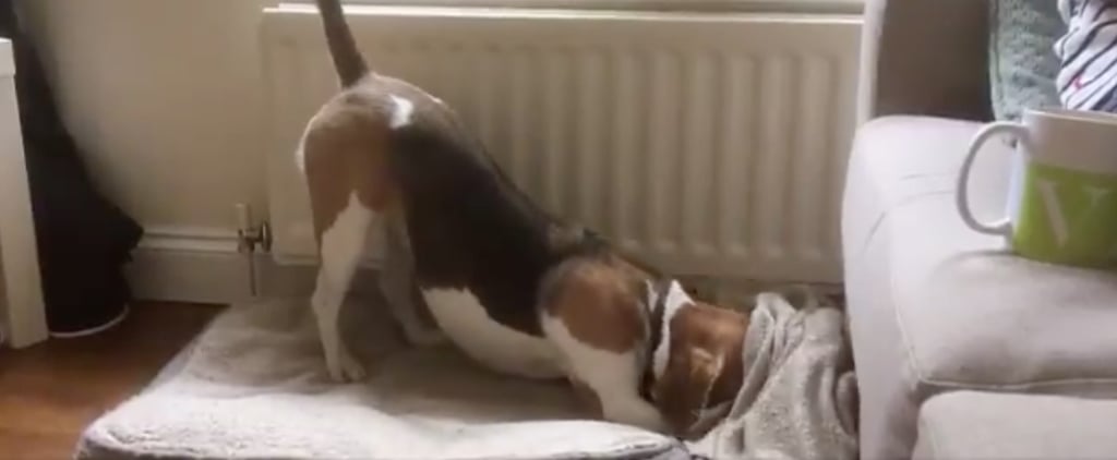 I Just Watched This Beagle Expertly Tuck Herself Into Bed With a Blanket, and Now I Want a Nap