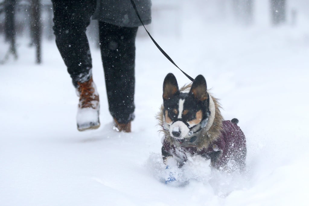 Best Snow, Bomb Cyclone GIFs According to GIPHY January 2018