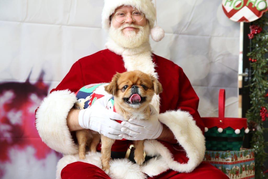 Pets Meeting Santa