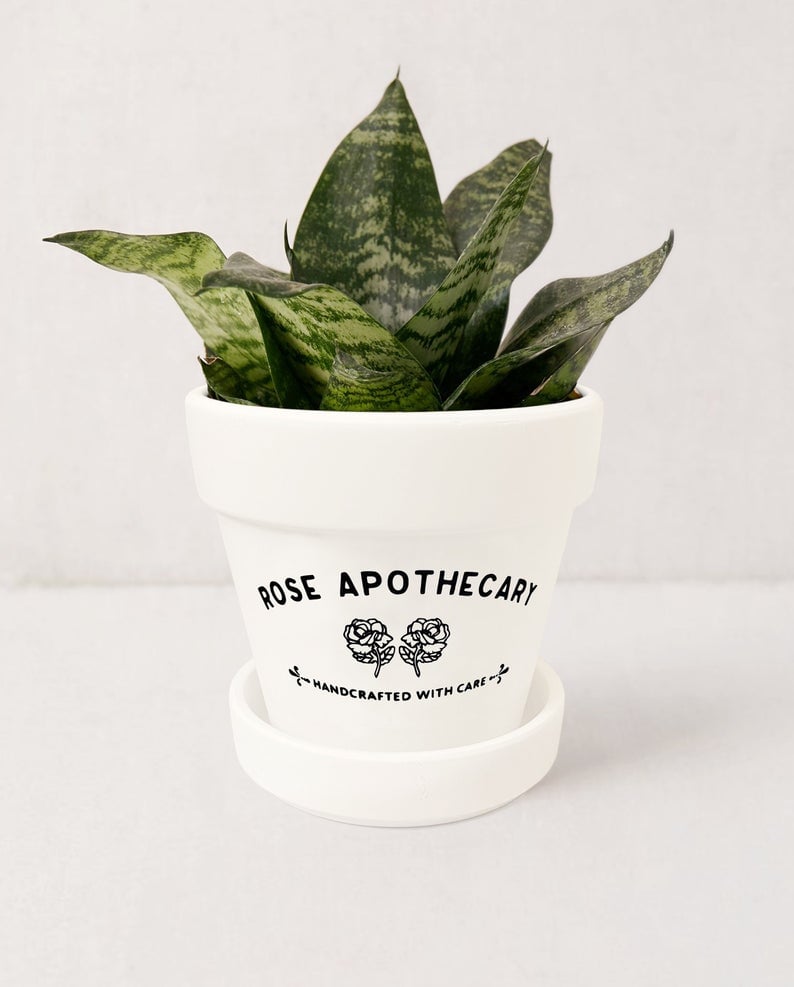 Rose Apothecary Planter Schitt's Creek Succulent Pot