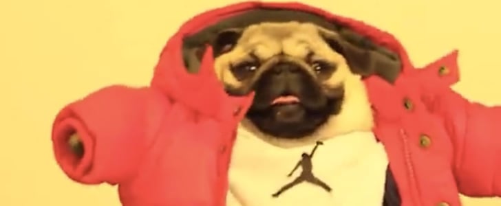 Pug "Hotline Bling" Parody