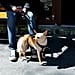 Bucket List For Dog Owners