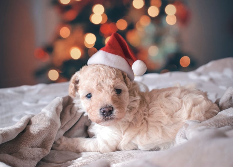 Puppy's First Christmas