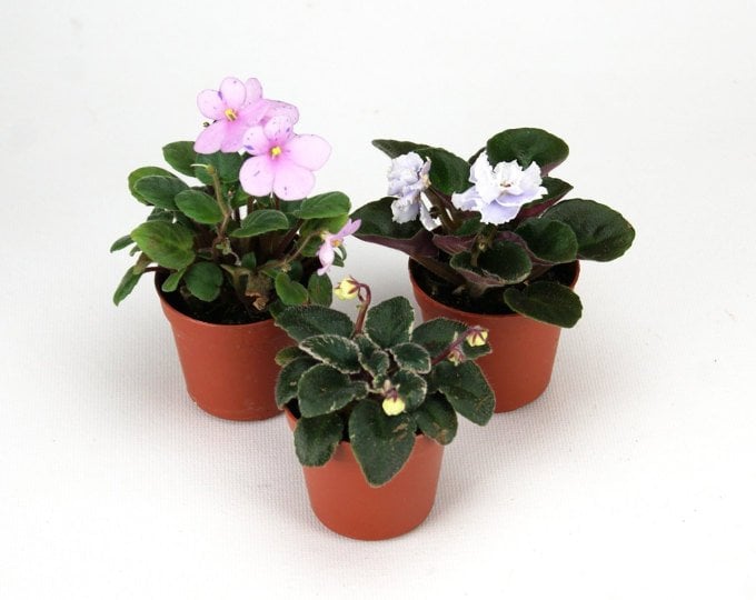 African Violet Plant