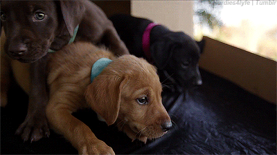 15 Puppy GIFs That Make The World Better
